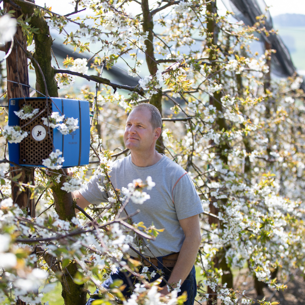 Osmipro, pollinisation professionnelle chez les arboriculteurs avec des abeilles maçonnes suisses, critique de l'abeille sauvage et partenaire de wildbee.ch