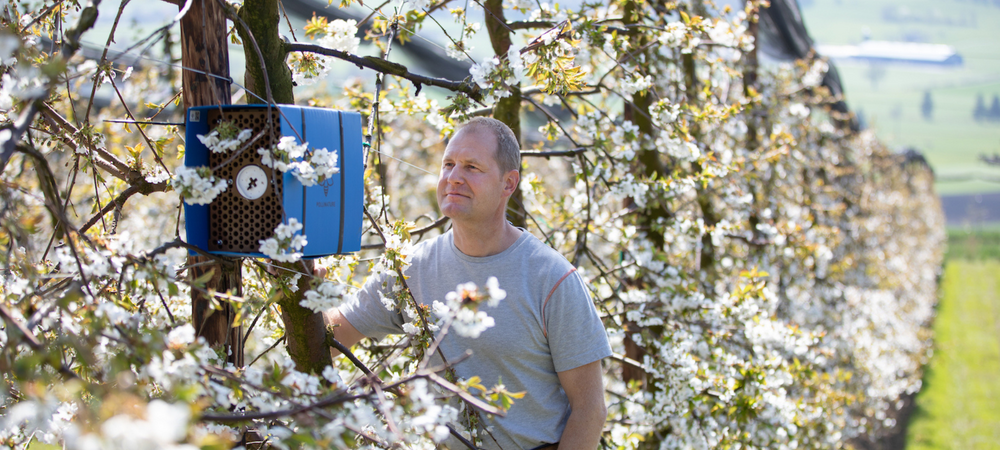 Osmipro, pollinisation professionnelle chez les arboriculteurs avec des abeilles maçonnes suisses, critique de l'abeille sauvage et partenaire de wildbee.ch