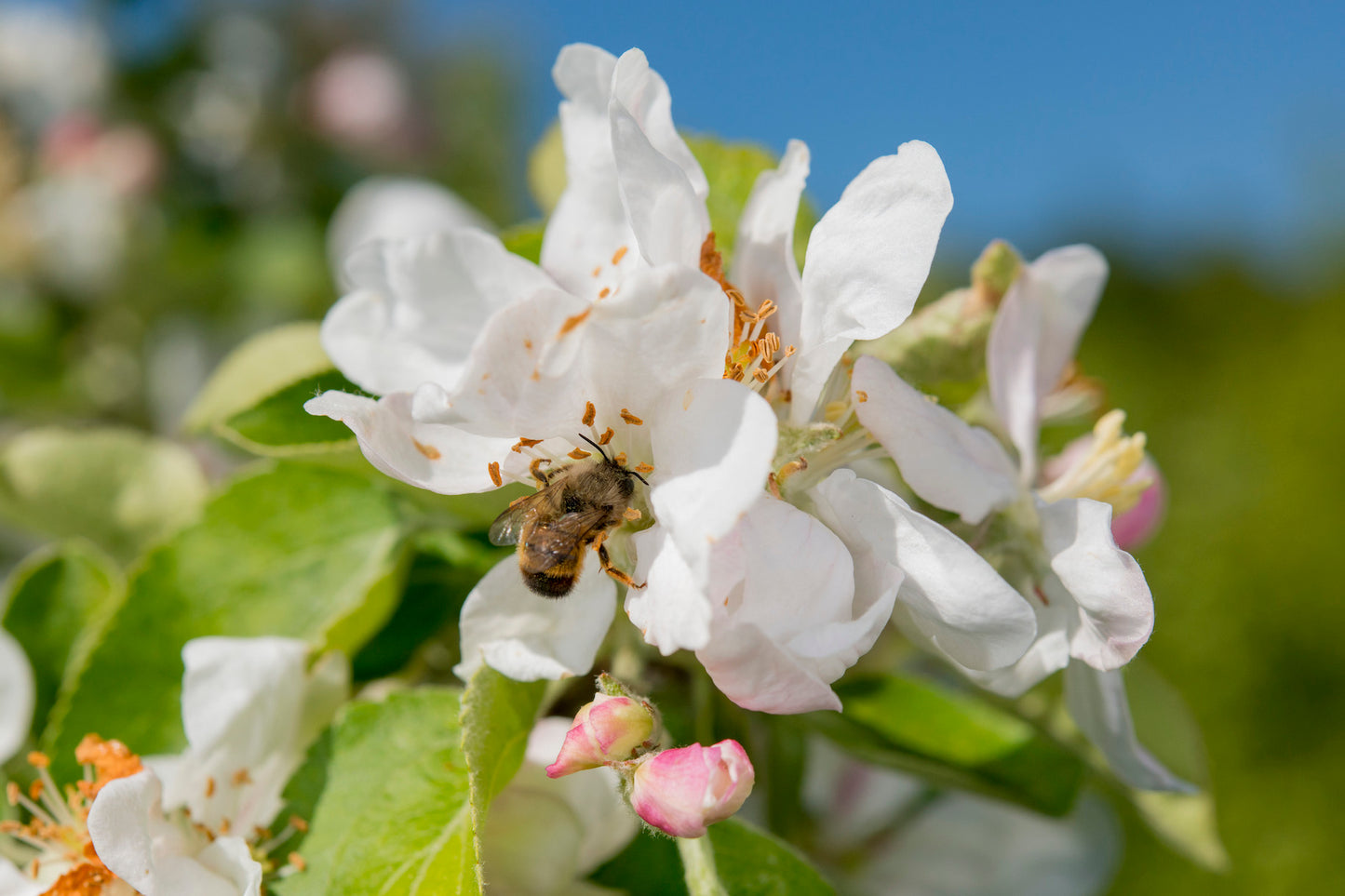 Osmia bicornis auf Apfel, Osmipro professionelle Bestäubung mit Schweizer Mauerbienen, Kritik Wildbiene und Partner von wildbee.ch