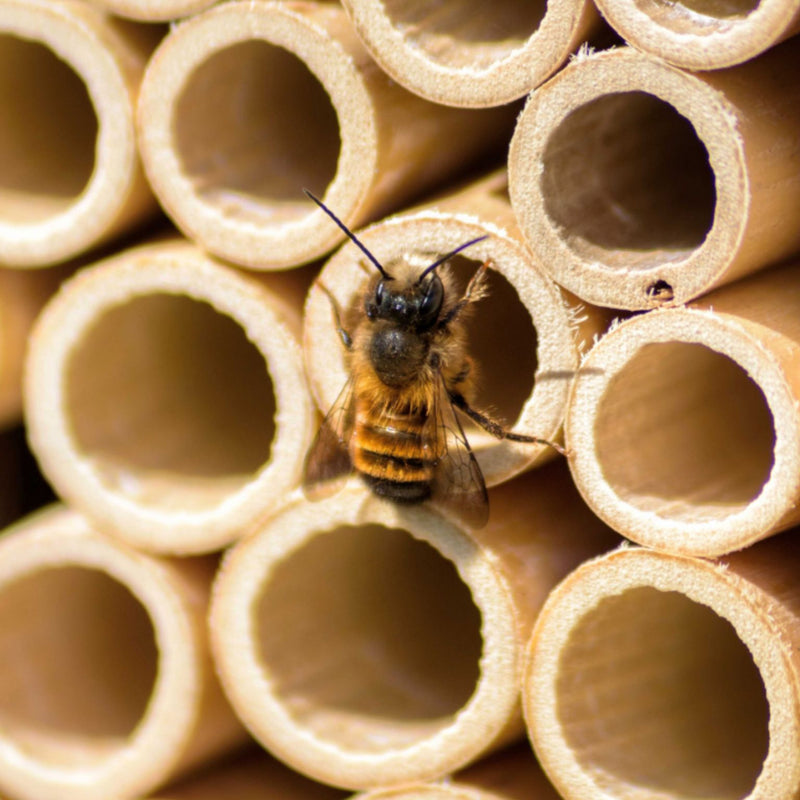 Mauerbienenkokons - Rostrote Mauerbiene