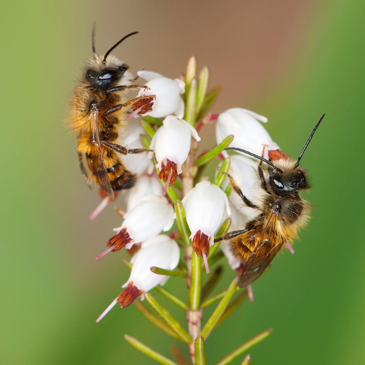 
                  
                    Startpopulation - Rostrote Mauerbiene
                  
                