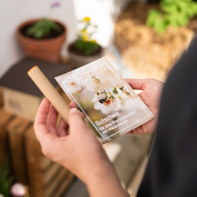 Mauerbienenkokons - Rostrote Mauerbiene