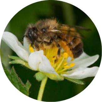 Die Rostrote Mauerbiene (Osmia bicornis) fühlt sich in Gärten des Siedlungsraums ausgesprochen wohl.