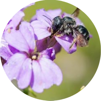 Schötterich-Mauerbiene: Die Schöterich-Mauerbiene (Osmia brevicornis) ist eher selten, kann jedoch manchmal auf Blüten der Nacht- oder Mondviole beobachtet werden.