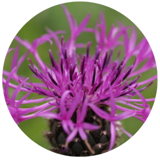 La scabiosa (Centaurea scabiosa) attire l'attention avec ses délicats capitons violets en forme de soleil. C'est l'une des espèces végétales les plus précieuses, car elle fleurit tout l'été. Ainsi, la fleur sauvage favorise la biodiversité.