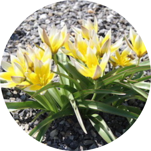 Tarda-Tulpe (Tulipa tarda)