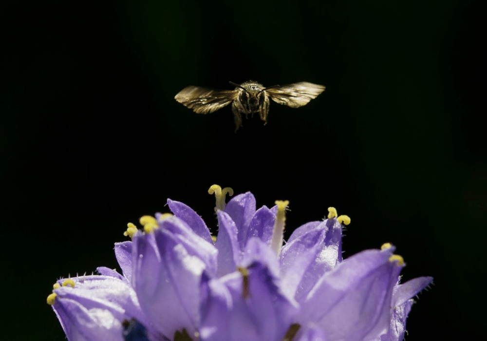 Wildbienen in der Schweiz: die Wildbiene Blumenglocken-Scherenbiene im Flug