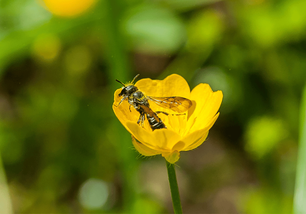 Wildbienen in der Schweiz: die Wildbiene Blumenglocken-Scherenbiene auf einer gelben Blume