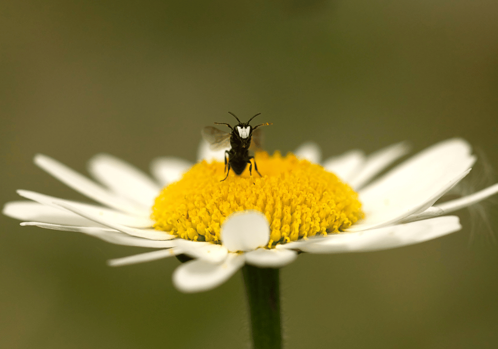 Wildbienen in der Schweiz: Die Lauch-Maskenbiene (Hylaeus punctulatissimus) auf einer Blüte