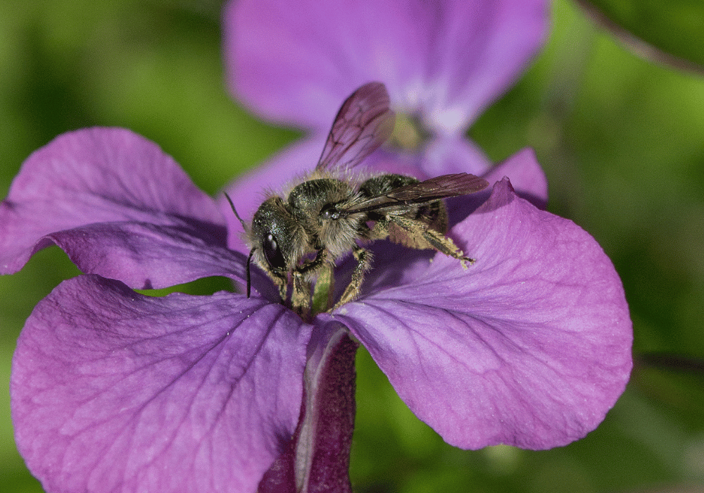 Wildbienen in der Schweiz: Wildbiene Schöterich-Mauerbiene, Osmia Brevicornis auf einer Blume