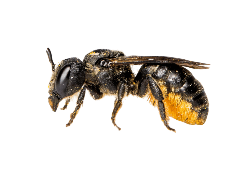 Wildbienen in der Schweiz: Distel Mauerbiene (Osmia Leaiana)