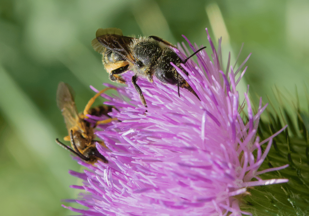 Wildbienen in der Schweiz: Distel Mauerbiene (Osmia Leaiana) auf Blüten