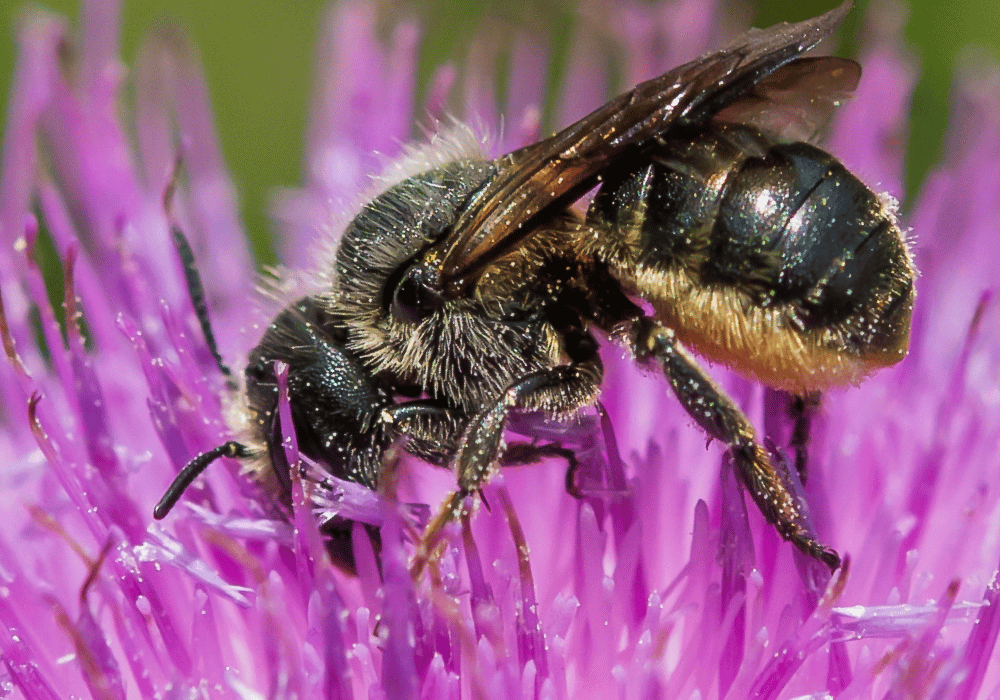 Wildbienen in der Schweiz: Distel Mauerbiene (Osmia Leaiana) mit Pollen