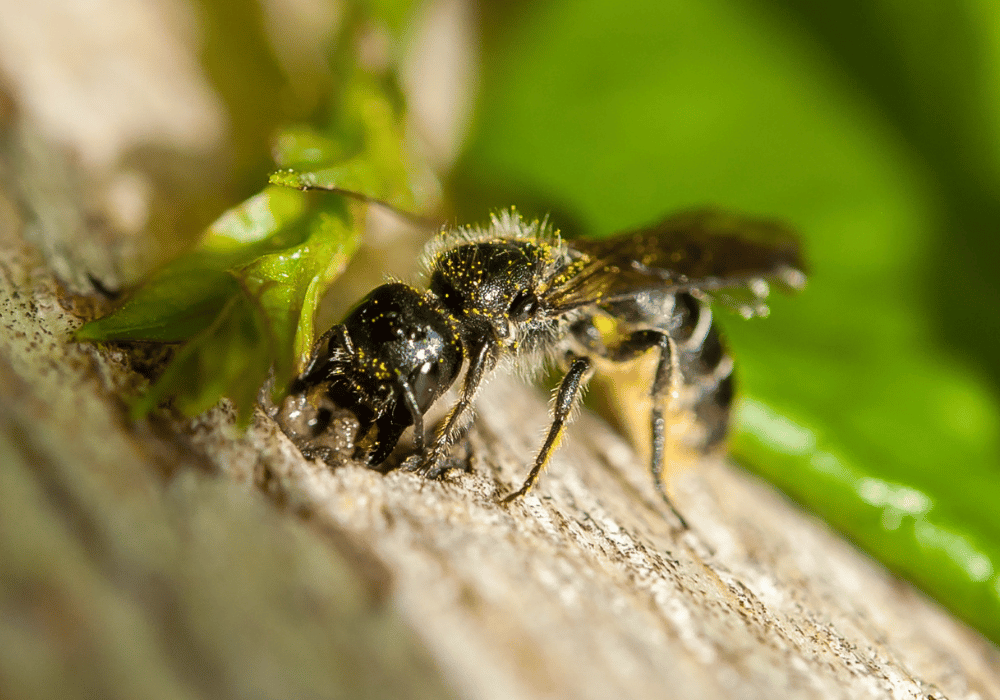 Une des abeilles sauvages de Suisse : l'abeille-ciseaux de la campanule - Les abeilles sauvages de Suisse