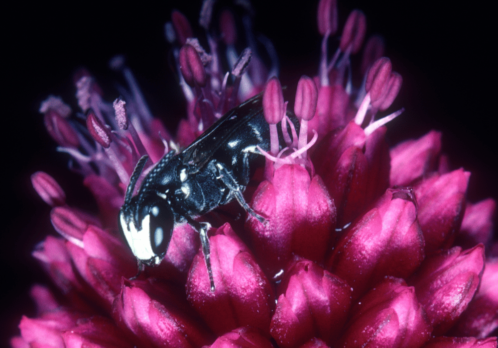 Les abeilles sauvages en Suisse : L'abeille masquée du poireau (Hylaeus punctulatissimus)