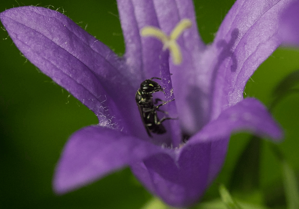 Wildbienen in der Schweiz: Die Lauch-Maskenbiene (Hylaeus punctulatissimus) in einer Blüte