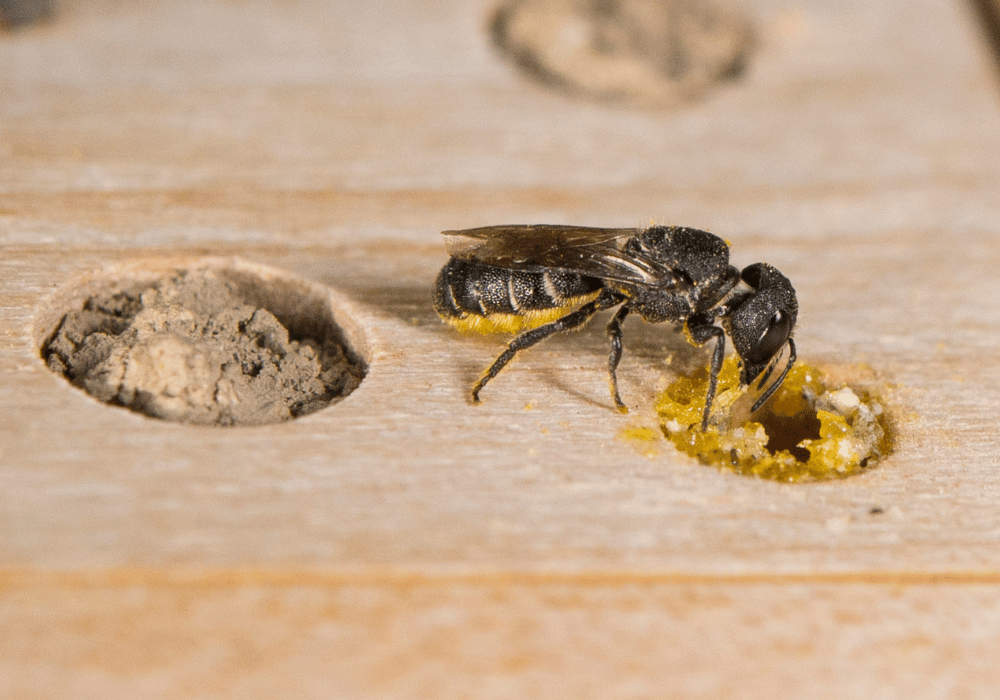 Wildbienen in der Schweiz: Die Löcherbiene am Nistverschluss