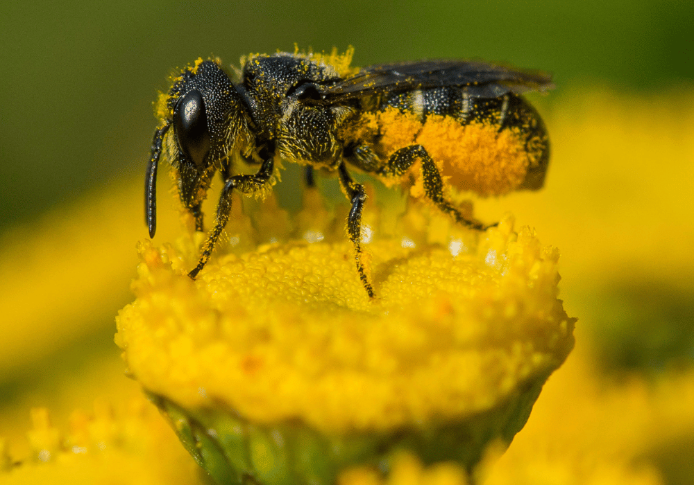 Wildbienen in der Schweiz: Die Löcherbiene auf Rainfarn