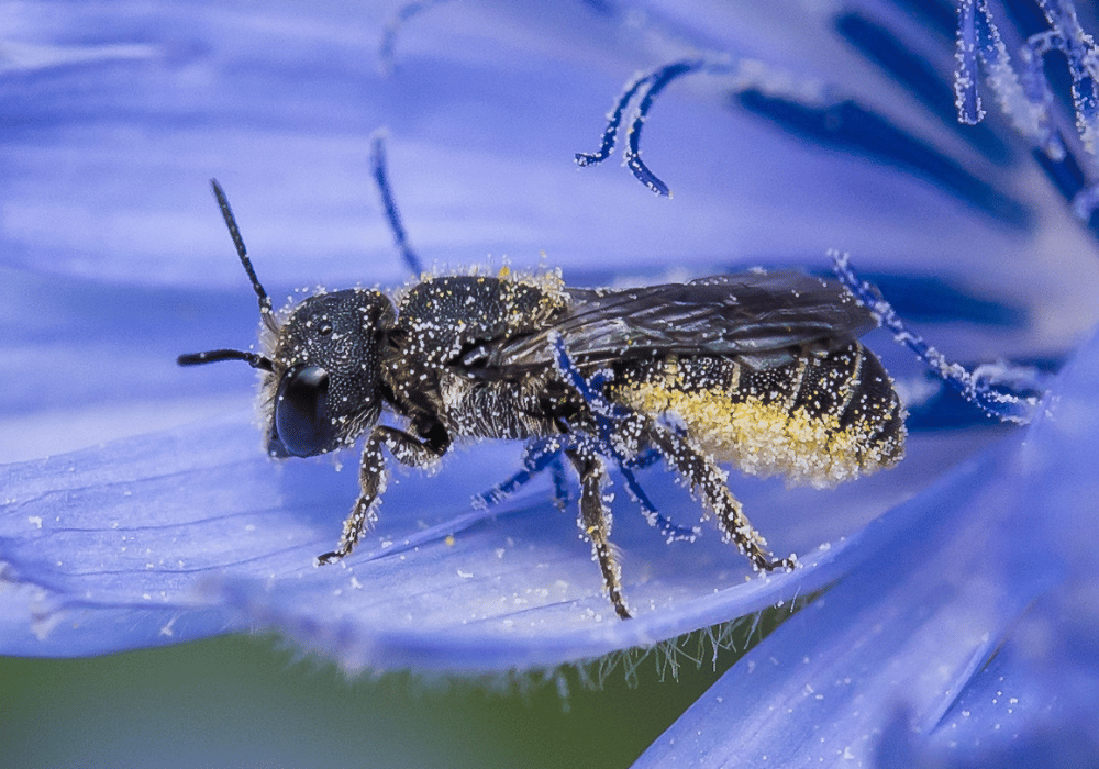 Les abeilles sauvages en Suisse : L'abeille trouvère sur la chicorée sauvage