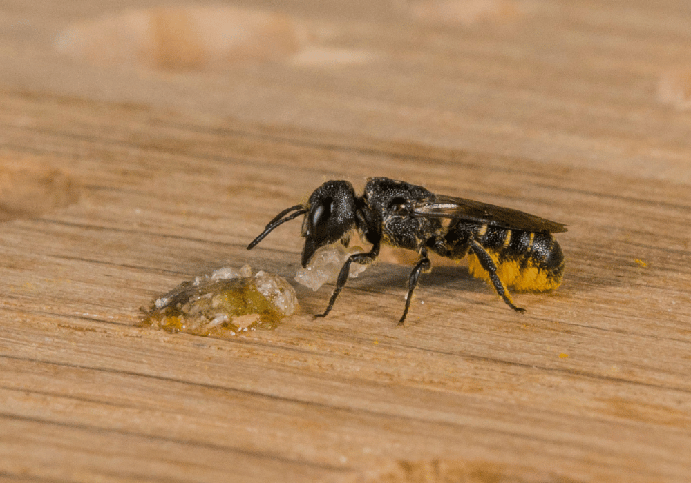 Wildbienen in der Schweiz: Die Löcherbiene mit Harz