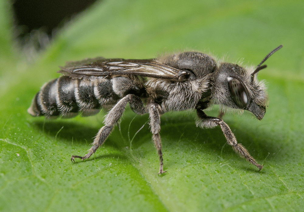 Wildbienen in der Schweiz: Natterkopf-Mauerbiene  (Hoplitis adunca) auf einem Blatt