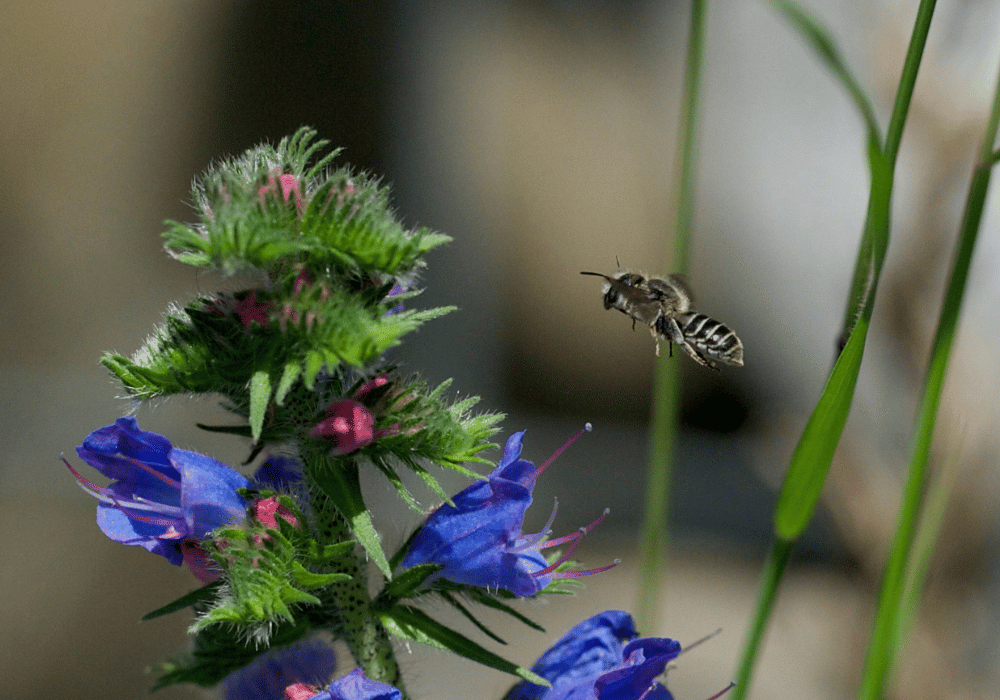 Les abeilles sauvages en Suisse : Abeille maçonne à tête de vipère (Hoplitis adunca) en vol