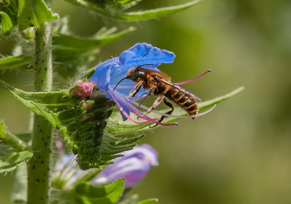 Wildbienen in der Schweiz: Natterkopf-Mauerbiene  (Hoplitis adunca) sammelt Nektar