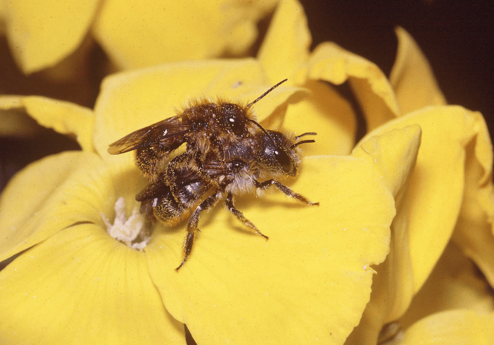 Les abeilles sauvages en Suisse : accouplement de l'abeille maçonne de la chênaie (Osmia Brevicornis).