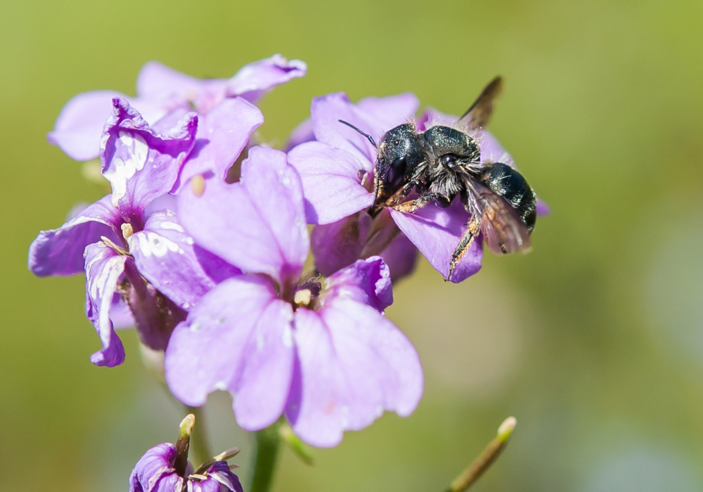 Wildbienen in der Schweiz: Schöterich-Mauerbiene (Osmia Brevicornis) auf Blüte.