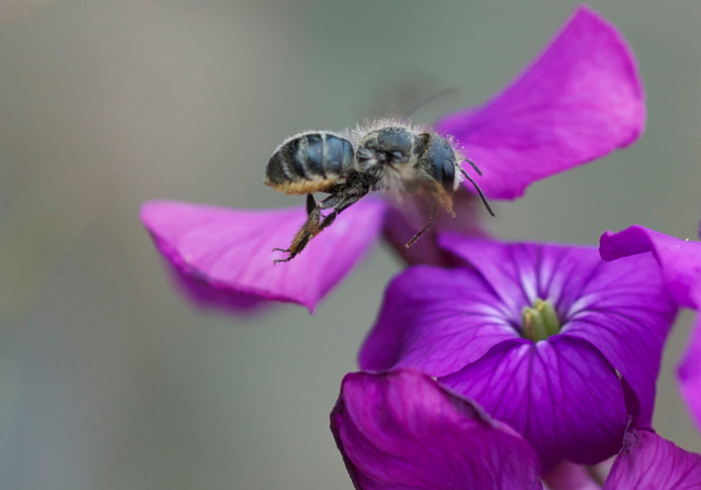 Les abeilles sauvages en Suisse : Osmia Brevicornis en vol