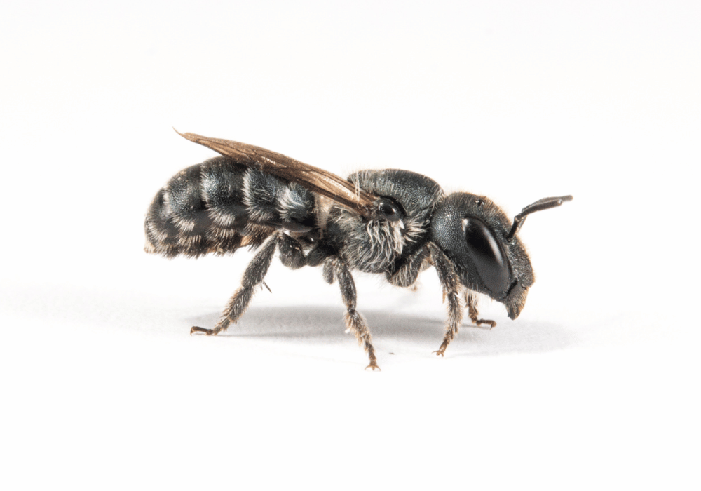 Les abeilles sauvages en Suisse : L'abeille maçonne bleu acier (Osmia caerulescens)