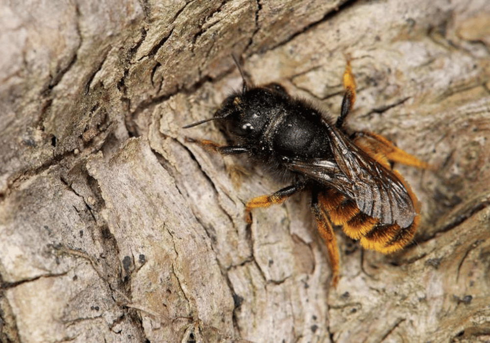 Wildbienen in der Schweiz: Die Zweifarbige Schneckenhausbiene (Osmia Bicolor) auf Holz.