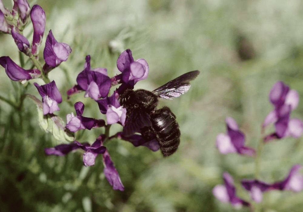 Les abeilles sauvages en Suisse : la grande abeille charpentière 