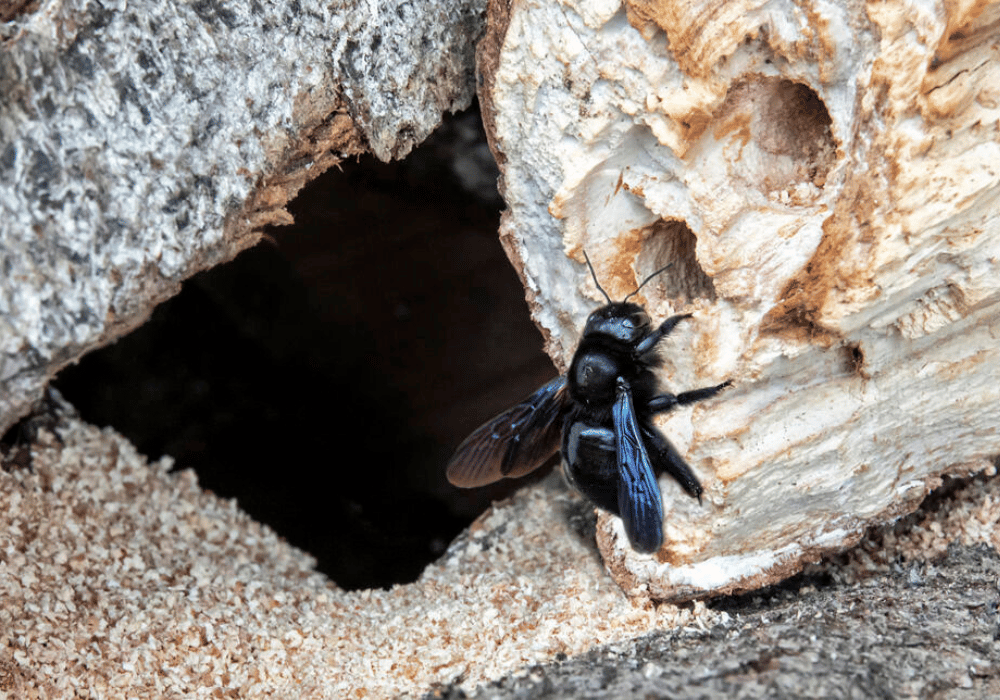 Wildbienen in der Schweiz: die Grosse Holzbiene am Nest