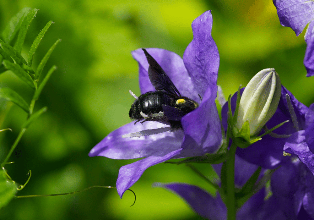 Les abeilles sauvages en Suisse : la grande abeille charpentière se nourrit dans une fleur