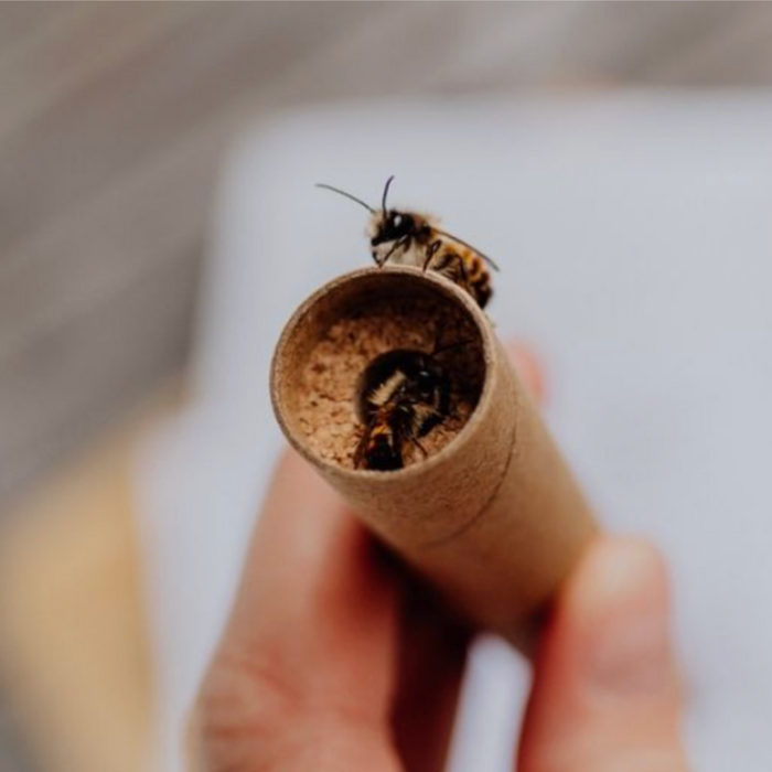 
                  
                    Les abeilles sauvages en Suisse : Eclosion d'une abeille maçonne
                  
                