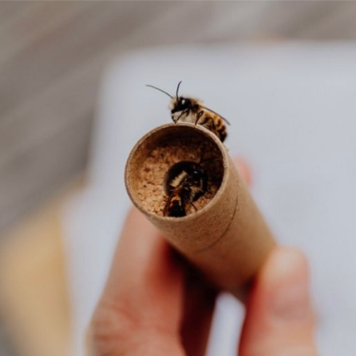 
                  
                    Wildbienen in der Schweiz: Schlüpfende Mauerbiene
                  
                