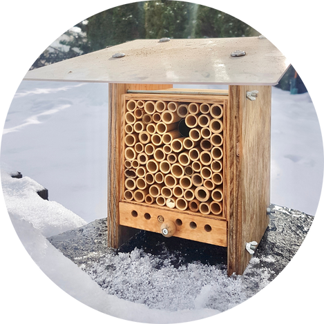 7. Wildbienen im BeeHome überwintern