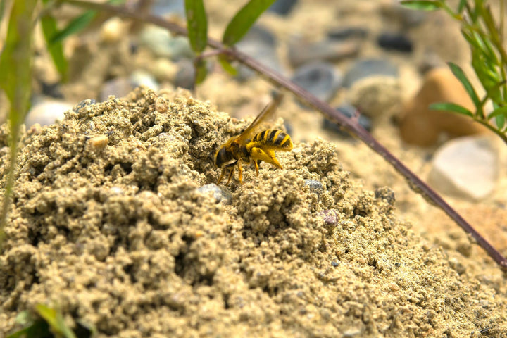 Mit RICOTER Wildbienensand die Biodiversität im eigenen Garten fördern! Das gebrauchsfertige, sandige Substrat wurde zusammen mit Wildbiene + Partner entwickelt und kann als Nisthilfe für Wildbienen eingesetzt werden.