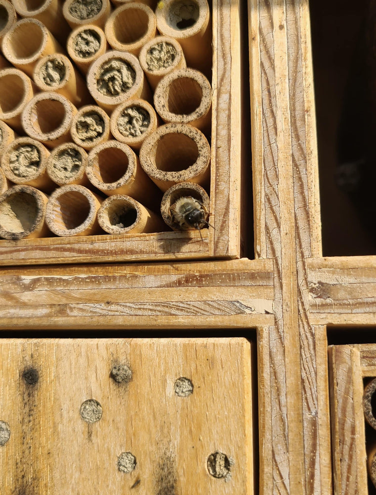 Bewohnte Nisthilfe für Wildbienen