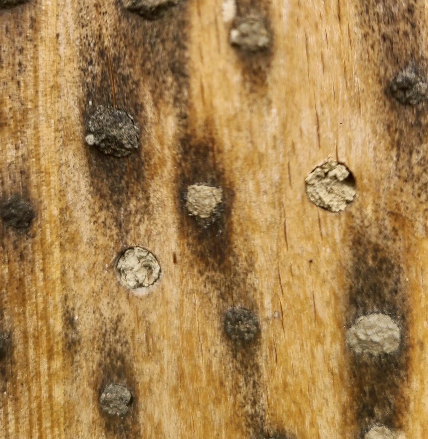 Nisthilfe für Wildbienen mit Hartholzblock