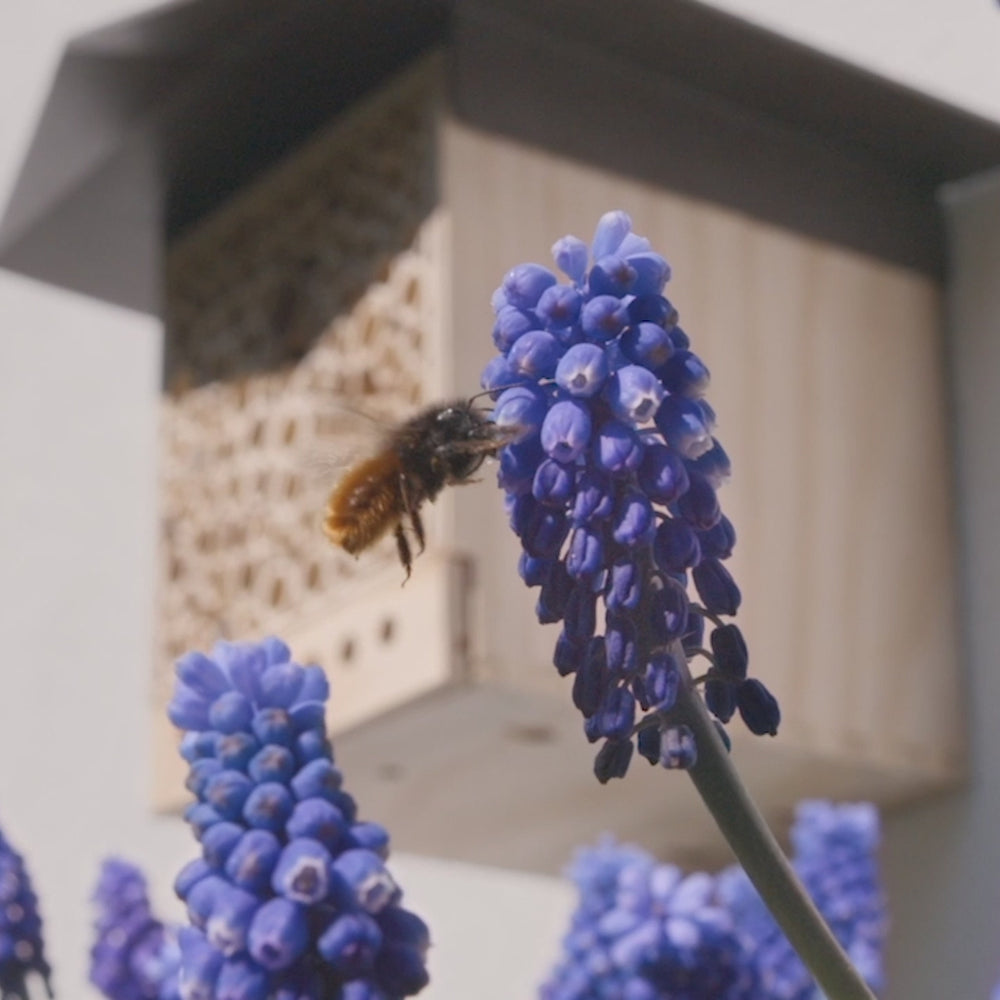 Cocons d'abeilles maçonnes - Abeille maçonne cornue