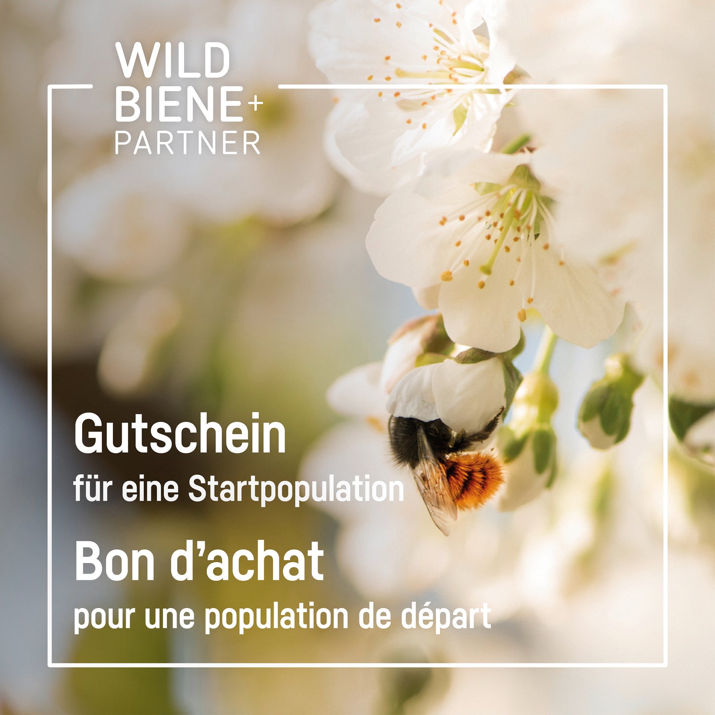 
                  
                    mauerbiene wildbiene bienenhotel kokons
                  
                