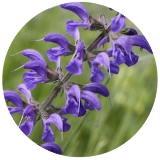 Sauge des prés : Les fleurs de la sauge des prés (Salvia pratensis) enchantent par leur bleu foncé riche et intense. Il produit une quantité exceptionnelle de nectar et est donc très apprécié des abeilles sauvages et des bourdons.