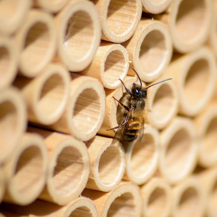 BeeHome Pro