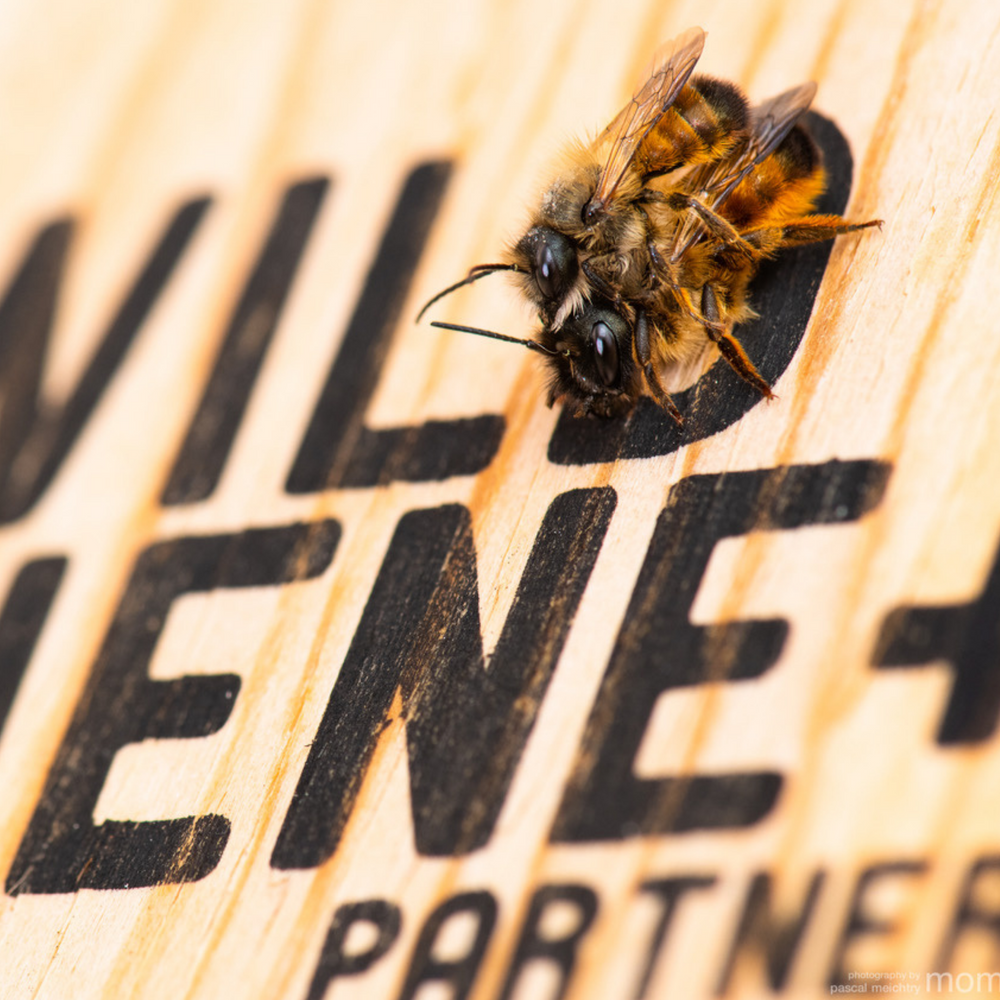 BeeHome Pro